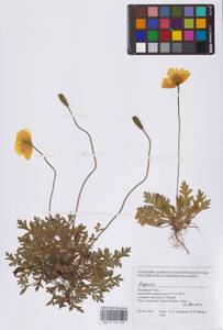 Papaver, Siberia, Western Siberia (S1) (Russia)