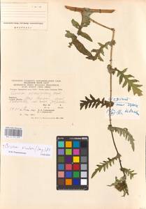 Cirsium rivulare (Jacq.) All., Eastern Europe, West Ukrainian region (E13) (Ukraine)