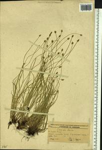 Carex uda Maxim., Siberia, Russian Far East (S6) (Russia)