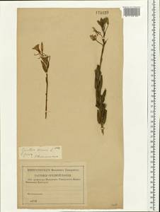 Oenothera biennis L., Eastern Europe, Central forest-and-steppe region (E6) (Russia)