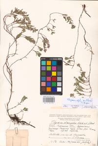 MHA 0 156 959, Thymus dimorphus Klokov & Des.-Shost., Eastern Europe, Central forest-and-steppe region (E6) (Russia)