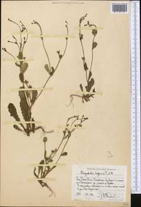 Garhadiolus hedypnois (Fisch. & C. A. Mey.) Jaub. & Spach, Middle Asia, Western Tian Shan & Karatau (M3) (Uzbekistan)