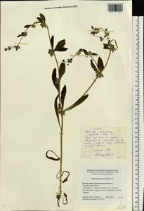 Asperugo procumbens L., Eastern Europe, Belarus (E3a) (Belarus)