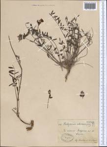 Hedysarum songoricum Bong., Middle Asia, Muyunkumy, Balkhash & Betpak-Dala (M9) (Kazakhstan)
