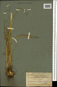 Hordeum bulbosum L., Caucasus, Azerbaijan (K6) (Azerbaijan)
