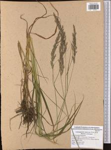 Calamagrostis canescens (Weber) Roth, Eastern Europe, Central region (E4) (Russia)