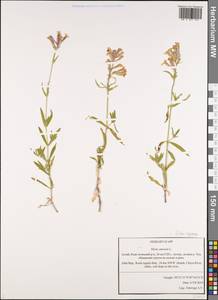 Silene repens Patrin, Siberia, Altai & Sayany Mountains (S2) (Russia)