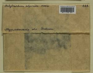 Polytrichastrum alpinum (Hedw.) G.L. Sm., Bryophytes, Bryophytes - Karelia, Leningrad & Murmansk Oblasts (B4) (Russia)