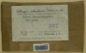 Calliergon richardsonii (Mitt.) Kindb. ex G. Roth, Bryophytes, Bryophytes - Permsky Krai, Udmurt Republic, Sverdlovsk & Kirov Oblasts (B8) (Russia)