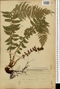 Polystichum aculeatum (L.) Roth, Caucasus, Azerbaijan (K6) (Azerbaijan)