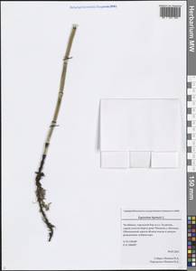 Equisetum hyemale L., Eastern Europe, Eastern region (E10) (Russia)