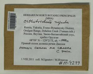 Lewinskya rupestris (Schleich. ex Schwägr.) F. Lara, Garilleti & Goffinet, Bryophytes, Bryophytes - Yakutia (B19) (Russia)