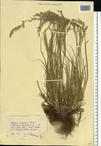 Lolium pratense (Huds.) Darbysh., Eastern Europe, North Ukrainian region (E11) (Ukraine)