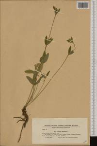 Trifolium montanum L., Western Europe (EUR) (Bulgaria)