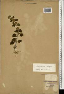 Marrubium vulgare L., Caucasus, Krasnodar Krai & Adygea (K1a) (Russia)
