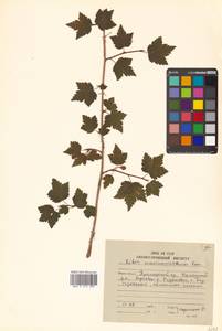 Ribes maximoviczianum Kom., Siberia, Russian Far East (S6) (Russia)