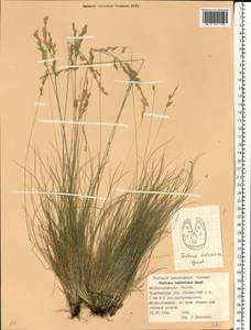 Festuca valesiaca Schleich. ex Gaudin, Eastern Europe, Eastern region (E10) (Russia)