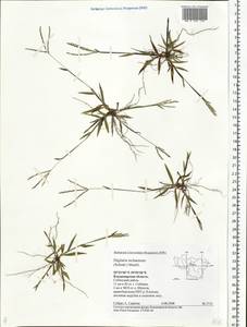 Digitaria ischaemum (Schreb.) Muhl., Eastern Europe, Central region (E4) (Russia)