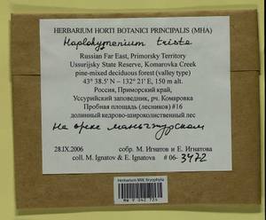 Haplohymenium triste (Ces.) Kindb., Bryophytes, Bryophytes - Russian Far East (excl. Chukotka & Kamchatka) (B20) (Russia)