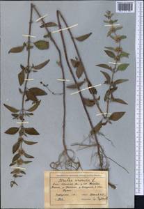 Mentha arvensis L., Middle Asia, Muyunkumy, Balkhash & Betpak-Dala (M9) (Kazakhstan)