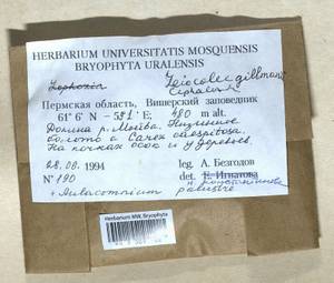 Mesoptychia gillmanii (Austin) L. Söderstr. & Váňa, Bryophytes, Bryophytes - Permsky Krai, Udmurt Republic, Sverdlovsk & Kirov Oblasts (B8) (Russia)