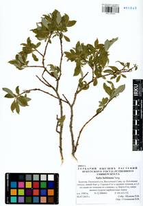 Salix bebbiana Sarg., Siberia, Baikal & Transbaikal region (S4) (Russia)