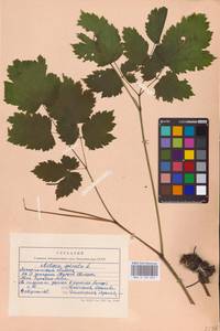 Actaea spicata L., Eastern Europe (no precise locality) (E0)