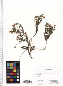 Viola tricolor L., Eastern Europe, Middle Volga region (E8) (Russia)