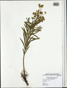 Euphorbia tommasiniana Bertol., Eastern Europe, Central region (E4) (Russia)