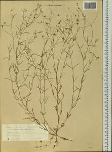 Stellaria palustris (Murray ex Ehrh.) Hoffm., Siberia, Western Siberia (S1) (Russia)