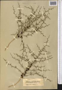 Asparagus breslerianus Schult. & Schult.f., Middle Asia, Muyunkumy, Balkhash & Betpak-Dala (M9) (Kazakhstan)