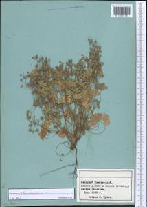 Geranium rotundifolium L., Middle Asia, Pamir & Pamiro-Alai (M2) (Tajikistan)