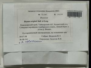 Ptychostomum wrightii (Sull. & Lesq.) J.R. Spence, Bryophytes, Bryophytes - Krasnoyarsk Krai, Tyva & Khakassia (B17) (Russia)