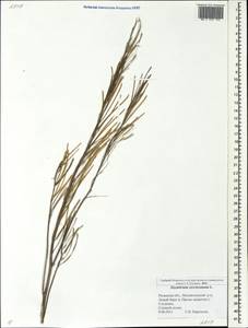 Sisymbrium strictissimum L., Eastern Europe, Central region (E4) (Russia)