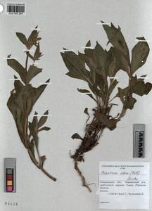 KUZ 004 294, Silene latifolia subsp. alba (Miller) Greuter & Burdet, Siberia, Altai & Sayany Mountains (S2) (Russia)