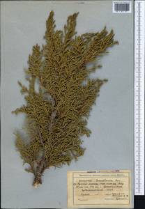 Juniperus pseudosabina Fisch. & C.A.Mey., Middle Asia, Northern & Central Tian Shan (M4) (Kyrgyzstan)