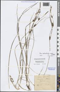 Carex melanostachya M.Bieb. ex Willd., Eastern Europe, Central forest-and-steppe region (E6) (Russia)