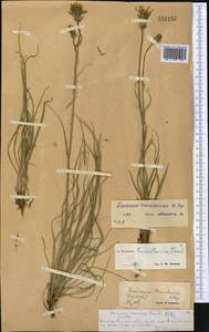 Scorzonera transiliensis Popov, Middle Asia, Northern & Central Tian Shan (M4) (Kazakhstan)