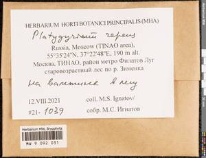 Platygyrium repens (Brid.) Schimp., Bryophytes, Bryophytes - Moscow City & Moscow Oblast (B6a) (Russia)