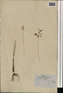 Fimbristylis dichotoma (L.) Vahl, South Asia, South Asia (Asia outside ex-Soviet states and Mongolia) (ASIA) (Nepal)