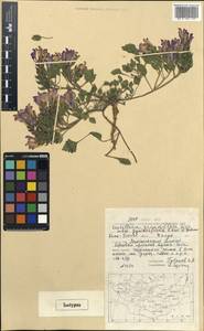 Scutellaria grandiflora subsp. gymnosperma Kamelin & Gubanov, Mongolia (MONG) (Mongolia)