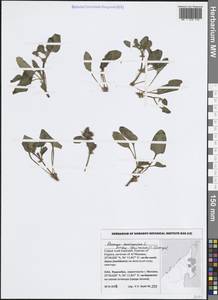 Rumex spinosus L., South Asia, South Asia (Asia outside ex-Soviet states and Mongolia) (ASIA) (United Arab Emirates)