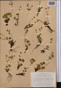 Potentilla crantzii subsp. gelida (C.A.Mey.) Soják, Middle Asia, Northern & Central Tian Shan (M4) (Kazakhstan)