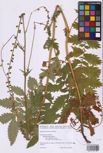 Agrimonia procera Wallr., Eastern Europe, Western region (E3) (Russia)