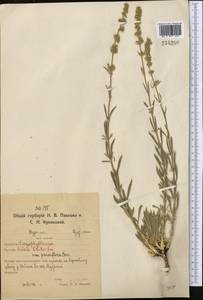 Silene borysthenica (Gruner) Walters, Middle Asia, Northern & Central Kazakhstan (M10) (Kazakhstan)
