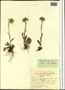 Tephroseris integrifolia subsp. tundricola (Tolm.) B. Nord., Siberia, Chukotka & Kamchatka (S7) (Russia)
