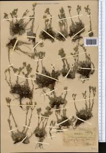 Eritrichium villosum (Ledeb.) Bunge, Middle Asia, Northern & Central Tian Shan (M4) (Kazakhstan)