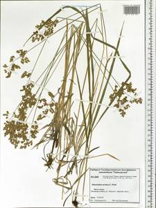 Anthoxanthum nitens (Weber) Y.Schouten & Veldkamp, Siberia, Central Siberia (S3) (Russia)