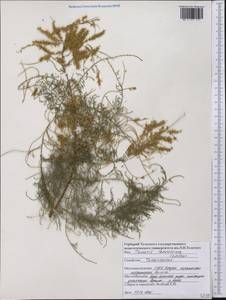 Tamarix ramosissima Ledeb., America (AMER) (United States)