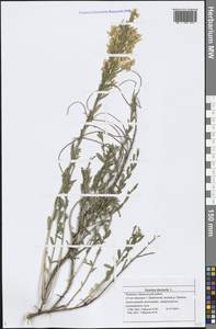 Genista tinctoria L., Eastern Europe, Middle Volga region (E8) (Russia)